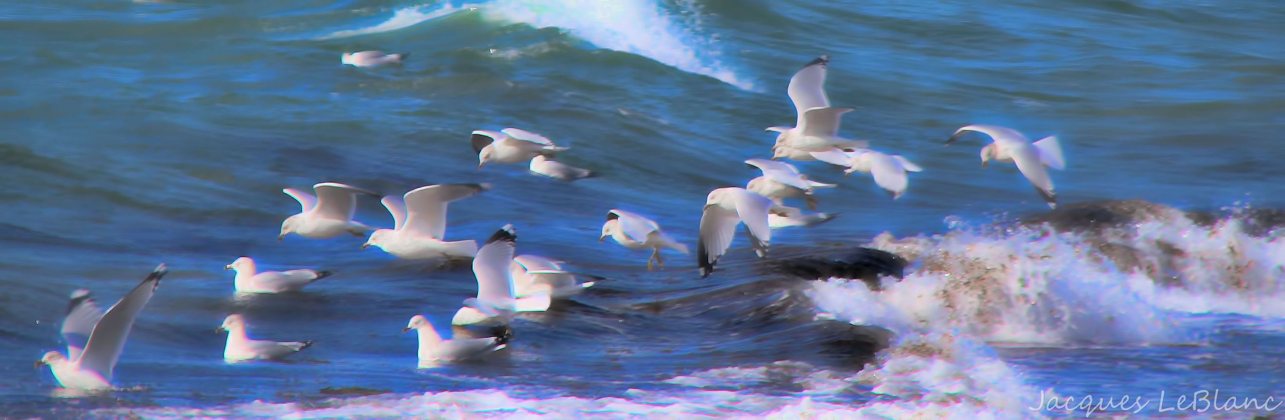 A flock of seagulls rding the waves at Foster Long Memorial Beach, Sag Harbor, NY
